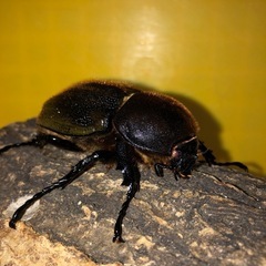 ヘラクレスオオカブト① 【♂黒目／♀赤目】１ペア　　　　　　　　　　