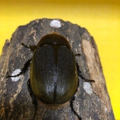 ヘラクレスオオカブト① 【♂黒目／♀赤目】１ペア　　　　　　　　　　