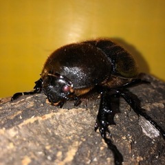 ヘラクレスオオカブト① 【♂黒目／♀赤目】１ペア　　　　　　　　　　