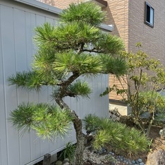 コンパクトな黒松・庭木