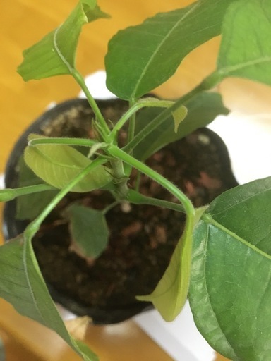 カカオ苗一株、値下げしました