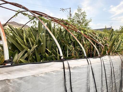 ビニールハウス 21.5m×3.6m