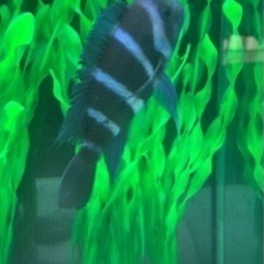 フロントーサ　ワイルドモバ　14〜15㎝　写真個体販売　熱帯魚　アフリカンシクリッド 