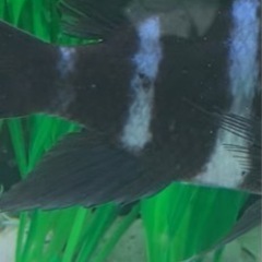 フロントーサ　ワイルドモバ　14〜15㎝　写真個体販売　熱帯魚　アフリカンシクリッド 