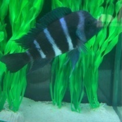 フロントーサ　ワイルドモバ　14〜15㎝　写真個体販売　熱帯魚　アフリカンシクリッド 