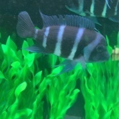 フロントーサ　ワイルドモバ　14〜15㎝　写真個体販売　熱帯魚　アフリカンシクリッド 