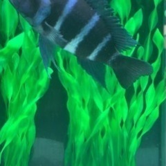 フロントーサ　ワイルドモバ　14〜15㎝　写真個体販売　熱帯魚　アフリカンシクリッド 