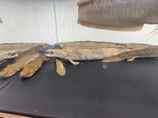 熱帯魚　大型魚　アロワナ