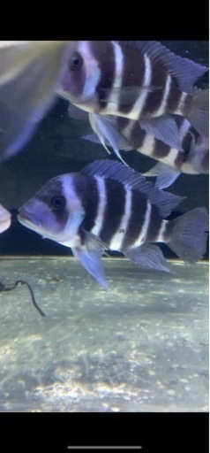 フロントーサ　ワイルドモバ　13〜14㎝　写真個体販売　熱帯魚　アフリカンシクリッド