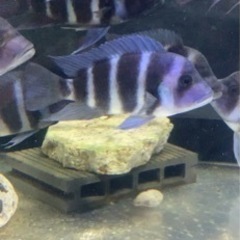 フロントーサ ワイルドモバ 13〜14㎝ 写真個体販売 熱帯魚 アフリカン