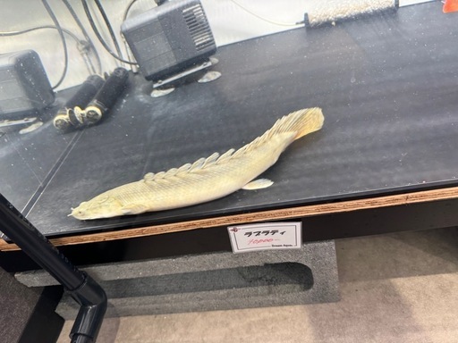 熱帯魚　大型魚