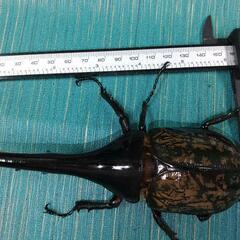 ヘラクレスオオカブト　♂単品　156mm  未使用未後食