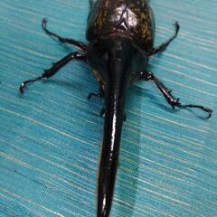 ヘラクレスオオカブト　♂単品　156mm  未使用未後食