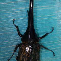 ヘラクレスオオカブト　♂単品　156mm  未使用未後食