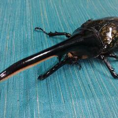 ヘラクレスオオカブト　♂単品　156mm  未使用未後食