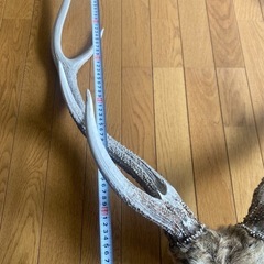 【貴重】鹿の角（エゾシカ）