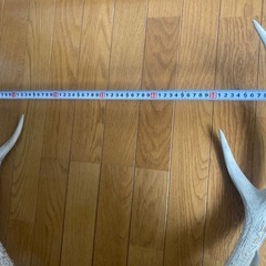 【貴重】鹿の角（エゾシカ）