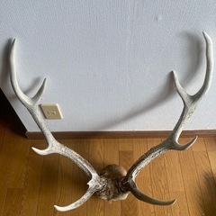 【貴重】鹿の角（エゾシカ）