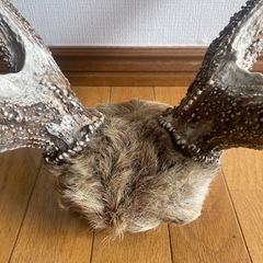 【貴重】鹿の角（エゾシカ）