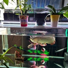 熱帯魚　アロワナ　決まりました