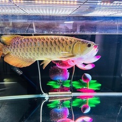 熱帯魚　アロワナ　決まりました
