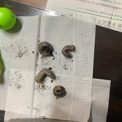 【ネット決済・配送可】カブトムシ幼虫　5匹セット