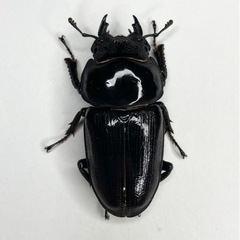 82mmUP4ペア能勢SRオオクワガタ