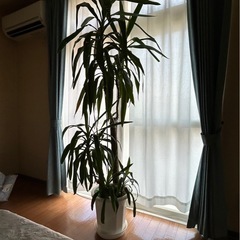 観葉植物　ユッカ