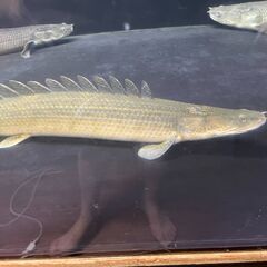 ポリプテルスの中古が安い！激安で譲ります・無料であげます(7ページ目  