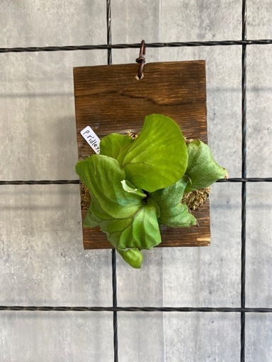 リドレイ ビカクシダ コウモリラン 植物