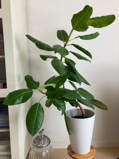 観葉植物　フィカス アルテシーマ