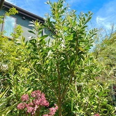[植物売ります] カリステモン