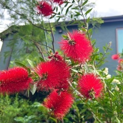 [植物売ります] カリステモン