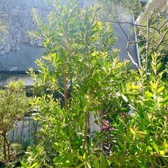 [植物売ります] カリステモン