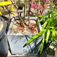 [植物売ります] カリステモン