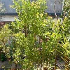 [植物売ります] カリステモン