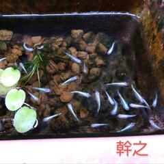 幹之メダカ若魚〜成魚10匹500円