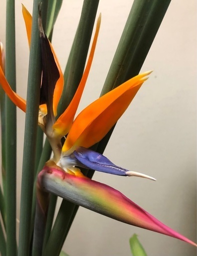 Strelitzia juncea  select個体　ストレリチア大株