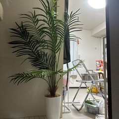 観葉植物⑵ レプリカ　135センチくらい