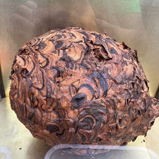 ハチノス　蜂の巣　本物　置物
