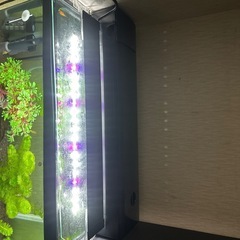 水槽 セット　60センチ水槽　生体含む