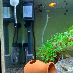 水槽 セット　60センチ水槽　生体含む