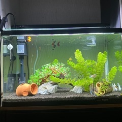 水槽 セット　60センチ水槽　生体含む