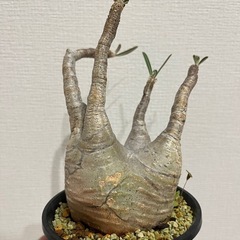 ※早い方優先【発根済】【現地球】【良型】パキポディウムグラキリス