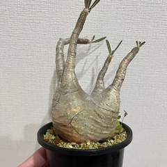 ※早い方優先【発根済】【現地球】【良型】パキポディウムグラキリス