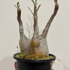 ※早い方優先【発根済】【現地球】【良型】パキポディウムグラキリス