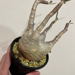 ※早い方優先【発根済】【現地球】【良型】パキポディウムグラキリス