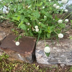 花壇などに使用する石