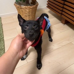 急募‼️超甘えん坊で人大好き💖可愛い子犬ちゃん3ヶ月