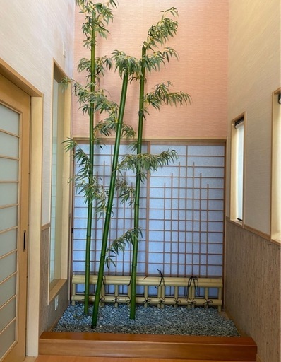 坪庭 室内庭園 庭 青竹 竹 竹垣 砂利 和風庭園 庭園 - その他